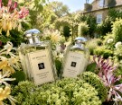 Jo Malone Honeysuckle & Davana 100ml cologne  thumbnail