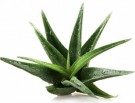 Fuktighetsgivende Aloe Vera thumbnail