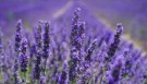 Balanserende Lavendelolje thumbnail