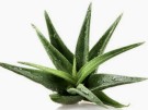Næringsrik Aloe Vera thumbnail