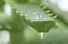 Organisk Aloe Vera gel thumbnail
