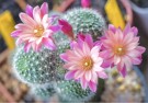 Forfriskende Kaktusblomster thumbnail