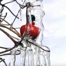 Den forbudte frukt: Det røde eplet til Eva thumbnail