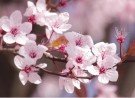 AHAVA Spring Blossom Mineral Hand Cream thumbnail