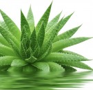 Næringsrik Aloe Vera thumbnail