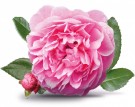 Tyrkisk rose thumbnail