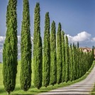 Med sypressolje fra Toscana thumbnail