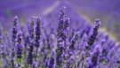 Tiltrekkende lavendel thumbnail