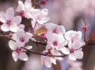 AHAVA Spring Blossom Mineral Shower Gel thumbnail