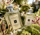 Jo Malone Honeysuckle & Davana 100ml cologne  thumbnail
