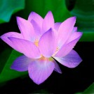 Lotus thumbnail