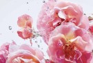 Miss Dior Rose N´Roses edt 100ml thumbnail