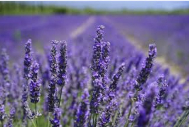 Balanserende Lavendel
