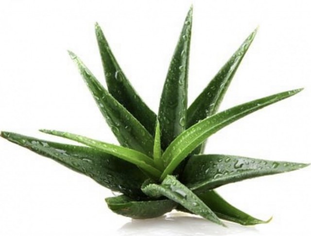 Fuktighetsgivende Aloe Vera