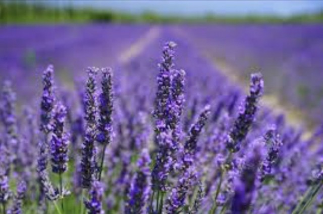 Nærende Lavendel