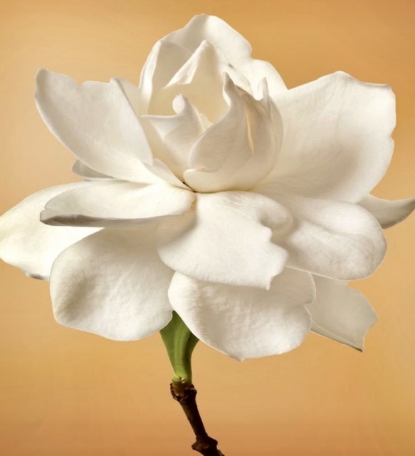 Elegant Gardenia