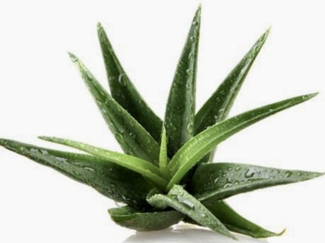 Næringsrik Aloe Vera