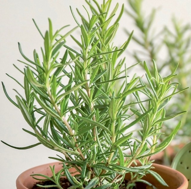 Stimulerende Rosmarin
