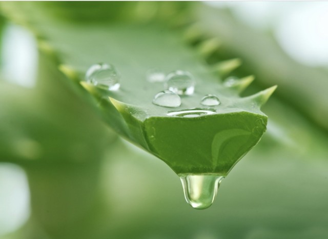 Krauterhof Aloe Vera gel er uten parfyme og parabener