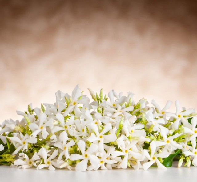 Jasmin