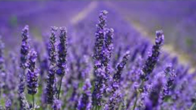 Balanserende lavendel