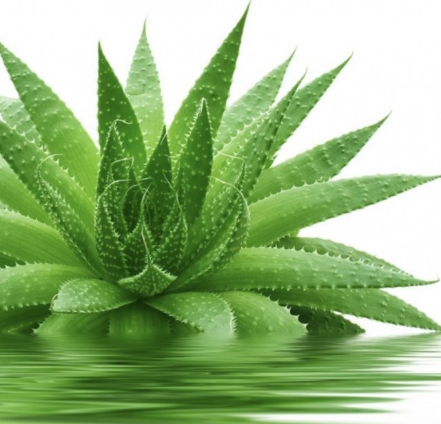 Næringsrik Aloe Vera