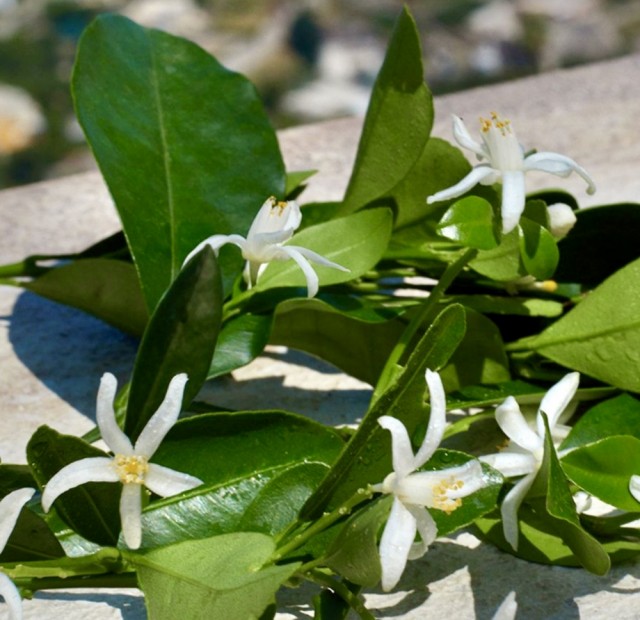 Lyse oppløftende appelsinblomster