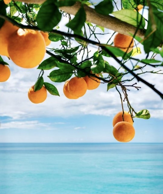 Appelsiner fra Amalfikysten
