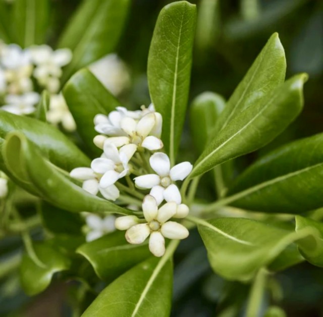 Pittosporum: blomst med honningaktig duft