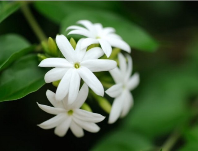 Jasmin