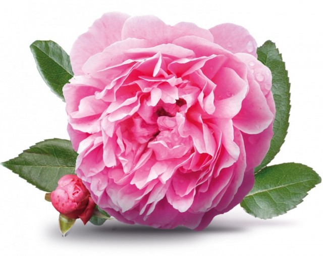 Tyrkisk rose