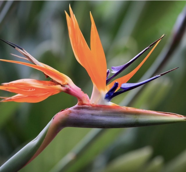 Strelitzia Nicolai med antioksidanter