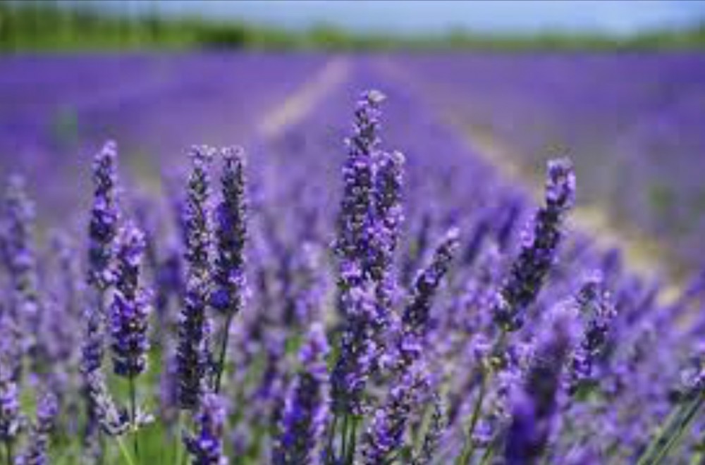 Balanserende Lavendel
